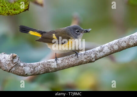 Unreife männliche Amerikanische Redstart thront auf einem Zweig der Feigenbaum im Gully der mittleren Felder, Corvo, Azoren. Oktober 11, 2018. Stockfoto