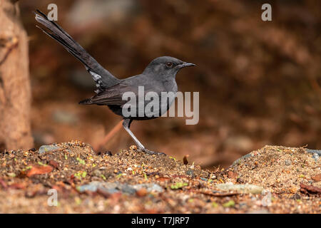 Vermutlich 1. Winter weiblichen schwarzen Bush Robin (Cercotrichas podobe) auf dem Boden in Lahami Bay Resort, Berenice, Ägypten. Stockfoto