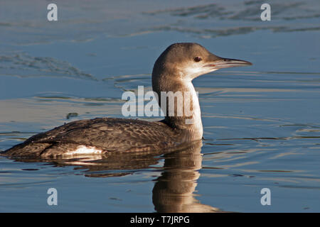 Black-throated Eistaucher (Gavia arctica), Erste - Winter schwimmen. Dronten, Niederlande. Die Art ist ein regelmäßiger Winter Besucher in den Niederlanden. Stockfoto