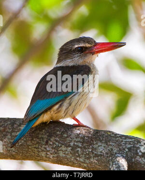 Braun - hooded Kingfisher (Halcyon albiventris) auf eine Niederlassung in subcanopy im Kruger Nationalpark in Südafrika thront. Stockfoto