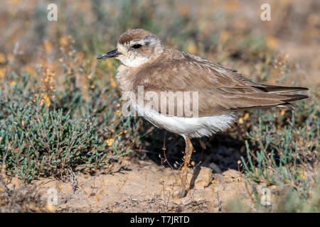 Erwachsene Frau Kaspischen Plover (Charadrius asiaticus) auf eine Steppe, Kasachstan sitzen. Stockfoto