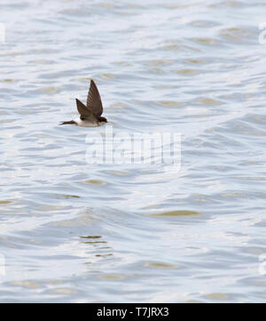 Juvenile Common House Martin (Delichon urbicum) Fliegen über Wasser. Lelystad, Niederlande. Die Art ist eine gemeinsame Zucht Vogel in den Niederlanden. Stockfoto