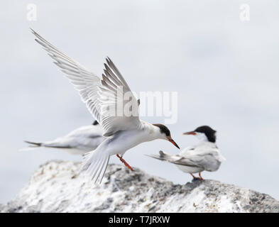 Im ersten Winter Flussseeschwalbe (Sterna hirundo) Landung auf einem Felsen im Hafen auf Madeir zu Roost. Stockfoto