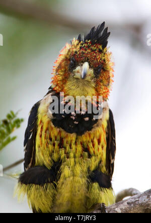 Crested Barbet (Trachyphonus vaillantii) im Krüger Nationalpark in Südafrika. Stockfoto