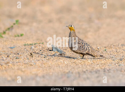 Erwachsene Frau gekrönt Sandgrouse (Pterocles coronatus) auf dem Boden in der Wüste, in der Nähe von Berenice in Ägypten. Stockfoto