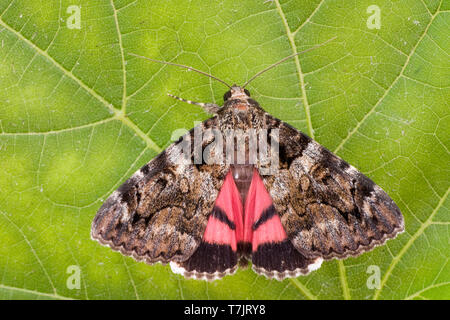 Dark Crimson Underwing, Catocala sponsa Stockfoto