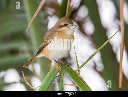 Vermutlich 1. Winter weibliche Isabelline Shrike thront auf einem Busch in Kuwait City, Kuwait. 5. Januar 2011. Stockfoto