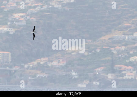 Desertas Petrel (Pterodroma deserta) fliegen vor dem Nordatlantik portugiesische Insel Madeira. Stockfoto