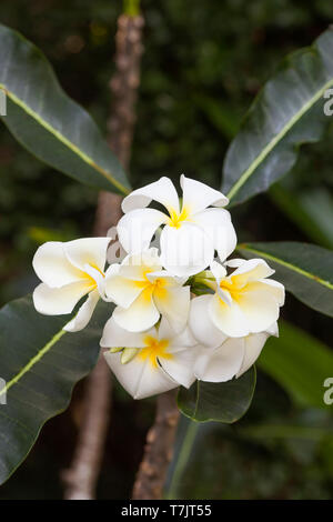 Frangipani (Plumeria obtusa) Pflanze, Vietnam, Asien Stockfoto