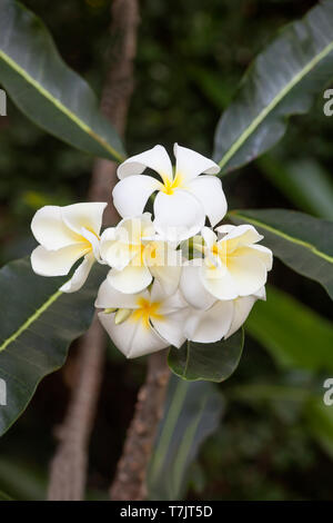 Frangipani (Plumeria obtusa) Pflanze, Vietnam, Asien Stockfoto