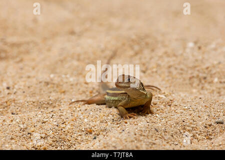 Schmetterling lizzard (Leiolepis belliana), Hong Ong Island, Vietnam, Asien Stockfoto