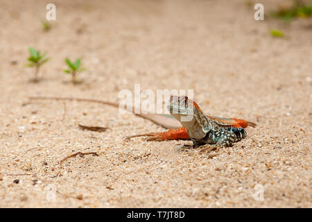 Schmetterling lizzard (Leiolepis belliana), Hong Ong Island, Vietnam, Asien Stockfoto