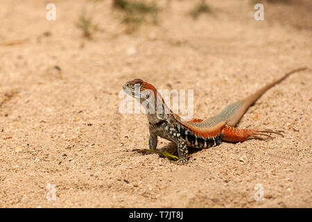 Schmetterling lizzard (Leiolepis belliana), Hong Ong Island, Vietnam, Asien Stockfoto