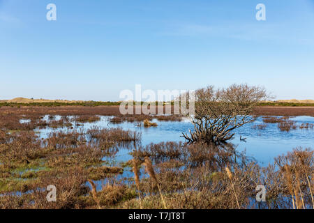 Feuchtgebiet südlich von Raabjerg Mile, April, Nordjütland, Dänemark Stockfoto