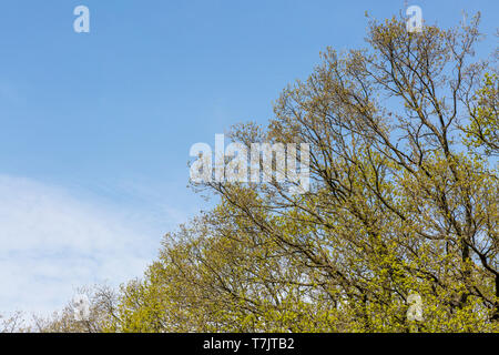 Blauer Himmel und Buche top im Frühjahr Stockfoto