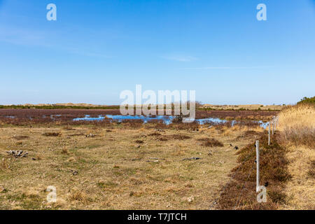 Feuchtgebiet südlich von Raabjerg Mile, April, Nordjütland, Dänemark Stockfoto