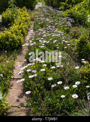Ein Garten Grenze in England Großbritannien mit rosa und weißen Cape Daisy (Osteospermum) Blumen. Stockfoto