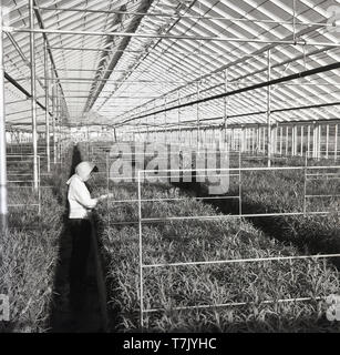 1950, historische, zwei Frauen das Tragen von Kopftüchern in einem großen Gewächshaus oder im Gewächshaus arbeiten Kontrolle der Anbau der jungen Pflanzen in großen Holz- Fächer, Sussex, Englanfd, Großbritannien wächst. Stockfoto