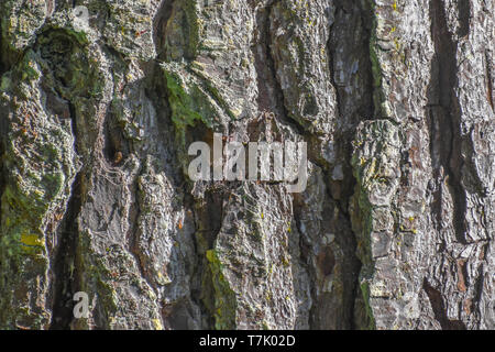 Makro Nahaufnahme einer Kiefer, die die natürlichen Farben, Muster und Texturen der Rinde. Stockfoto