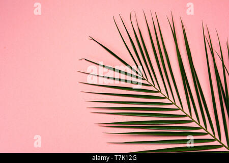 Palm Leaf auf rosa Hintergrund Muster Detail Ansicht Stockfoto