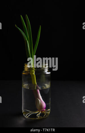 Eine rote Zwiebel in ein Glas Wasser für die Wiederbepflanzungsrechte auf schwarzem Hintergrund gekeimt. Stockfoto