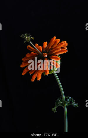 Nahaufnahme eines Löwen Schwanz Blume auch bekannt als Savannah Sonnenuntergang, Leonotis menthifolia, vor einem schwarzen Hintergrund. Stockfoto