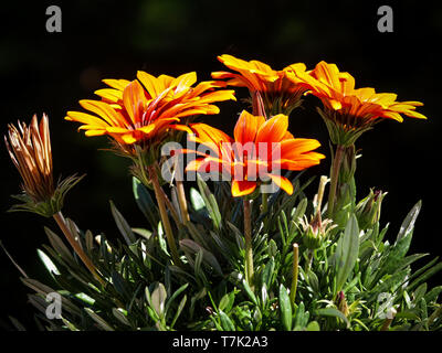 Gazania blumen Bündel auf blacj Hintergrund Stockfoto