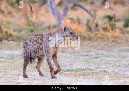 Botswana, Moremi National Park, Tüpfelhyäne (Crocuta crocuta), Erwachsene Stockfoto