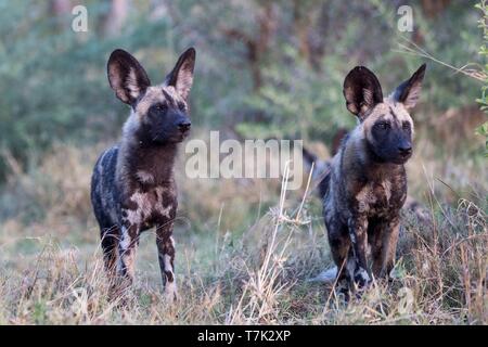 Botswana, Moremi Nationalpark, Afrikanischer Wildhund oder Afrikanische Jagd Hund oder Afrikanischen gemalten Hund (Lycaon pictus), Gruppe von Youngs Stockfoto