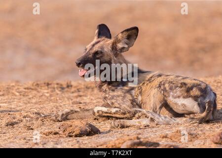 Botswana, Moremi Nationalpark, Afrikanischer Wildhund oder Afrikanische Jagd Hund oder Afrikanischen gemalten Hund (Lycaon pictus), Erwachsene Stockfoto