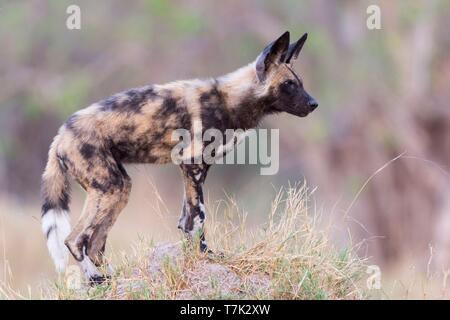 Botswana, Moremi Nationalpark, Afrikanischer Wildhund oder Afrikanische Jagd Hund oder Afrikanischen gemalten Hund (Lycaon pictus), Jungen Stockfoto