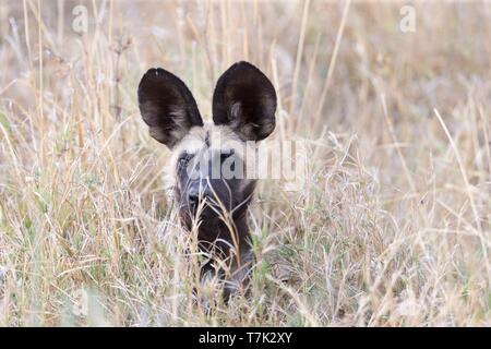 Botswana, Moremi Nationalpark, Afrikanischer Wildhund oder Afrikanische Jagd Hund oder Afrikanischen gemalten Hund (Lycaon pictus), Stockfoto