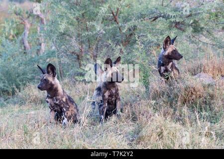 Botswana, Moremi Nationalpark, Afrikanischer Wildhund oder Afrikanische Jagd Hund oder Afrikanischen gemalten Hund (Lycaon pictus), Gruppe von Youngs Stockfoto