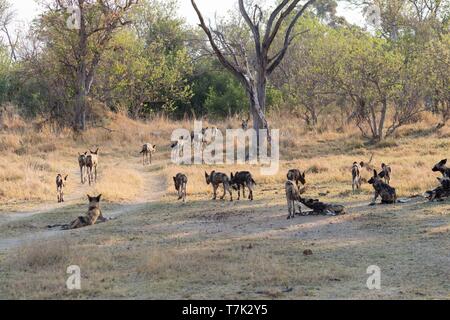 Botswana, Moremi Nationalpark, Afrikanischer Wildhund oder Afrikanische Jagd Hund oder Afrikanischen gemalten Hund (Lycaon pictus), Gruppe Stockfoto