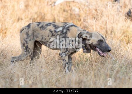 Botswana, Moremi Nationalpark, Afrikanischer Wildhund oder Afrikanische Jagd Hund oder Afrikanischen gemalten Hund (Lycaon pictus), ein Erwachsener Stockfoto
