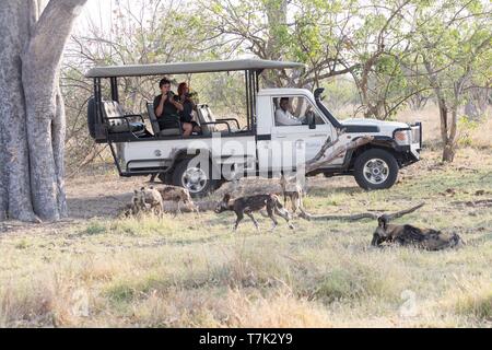 Botswana, Moremi Nationalpark, Afrikanischer Wildhund oder Afrikanische Jagd Hund oder Afrikanischen gemalten Hund (Lycaon pictus), Gruppe Stockfoto