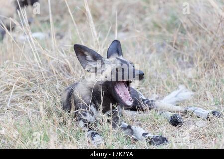 Botswana, Moremi Nationalpark, Afrikanischer Wildhund oder Afrikanische Jagd Hund oder Afrikanischen gemalten Hund (Lycaon pictus), ein Erwachsener Stockfoto