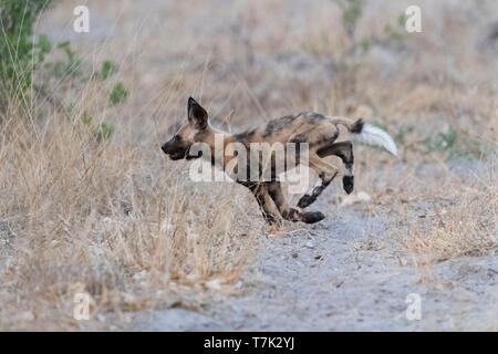 Botswana, Moremi Nationalpark, Afrikanischer Wildhund oder Afrikanische Jagd Hund oder Afrikanischen gemalten Hund (Lycaon pictus), Erwachsene Stockfoto