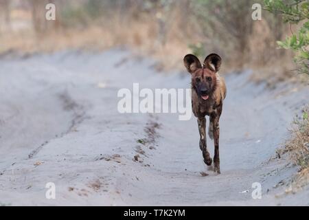 Botswana, Moremi Nationalpark, Afrikanischer Wildhund oder Afrikanische Jagd Hund oder Afrikanischen gemalten Hund (Lycaon pictus), Erwachsene Stockfoto