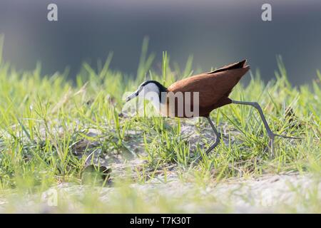 Botswana, Chobe Nationalpark Chobe River, African Jacana Actophilornis africanus) Stockfoto