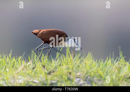 Botswana, Chobe Nationalpark Chobe River, African Jacana Actophilornis africanus) Stockfoto