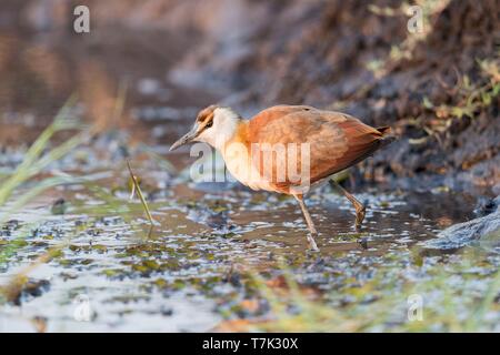 Botswana, Chobe Nationalpark Chobe River, jungen afrikanischen Jacana Actophilornis africanus) Stockfoto