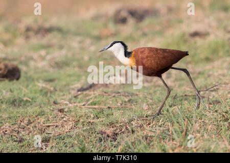 Botswana, Chobe Nationalpark Chobe River, African Jacana Actophilornis africanus) Stockfoto