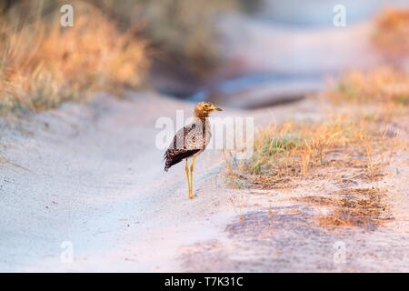 Botswana, Nxai Pan National Park, Spotted Dick - Knie oder Gefleckt dikkop oder Cape mit dickem Knie Burhinus capensis) Stockfoto