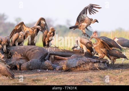 Botswana, Chobe Nationalpark Chobe River, Nilkrokodil (Crocodylus niloticus) kommt sowie zu essen Afrikanischen Geier (Tylose in Africanus) eine afrikanische Savanne Elefanten oder Savannah Elefant (Loxodonta africana), getötet, von Anthrax getötet wurden, Stockfoto