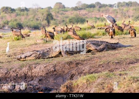 Botswana, Chobe Nationalpark Chobe River, Nilkrokodil (Crocodylus niloticus), ruhen Stockfoto