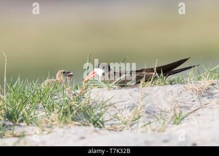 Botswana, Chobe Nationalpark Chobe River, African Skimmer (Rynchops flavirostris), auf den Boden in der Nähe des Nest mit einem Fisch im Schnabel Stockfoto