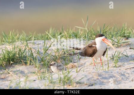 Botswana, Chobe Nationalpark Chobe River, African Skimmer (Rynchops flavirostris), mit einem Baby Stockfoto