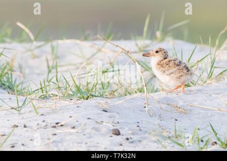 Botswana, Chobe Nationalpark Chobe River, African Skimmer (Rynchops flavirostris), Baby Stockfoto