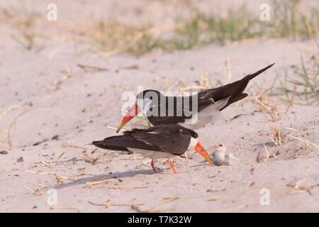 Botswana, Chobe Nationalpark Chobe River, African Skimmer (Rynchops flavirostris), auf den Boden in der Nähe des Nestes, Paar mit Küken Stockfoto